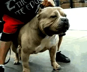Bully mellékhatások