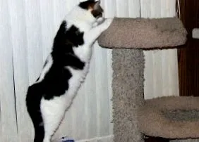котка