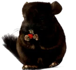 dieta