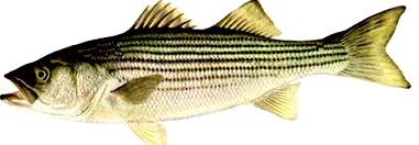 eheted