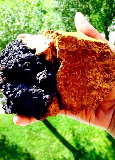 chaga