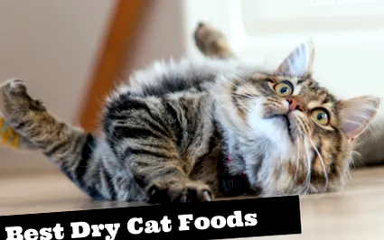 catfooddb храни