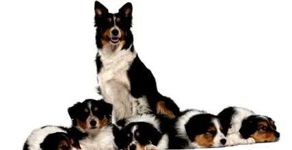 мъжко