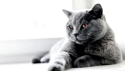 котка