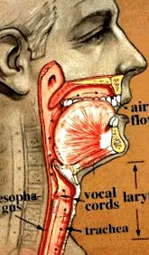 laringectomii