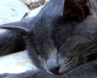 котки