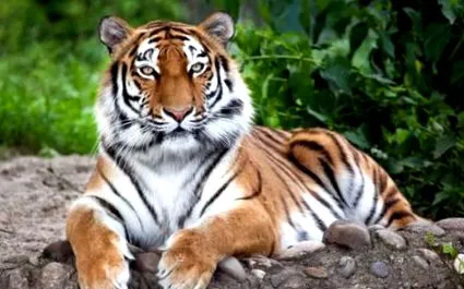 alte animale