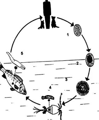 diphyllobothrium