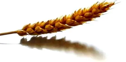 conține