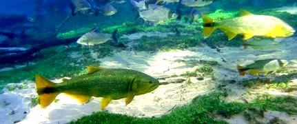 dorado