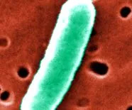 Escherichia coli
