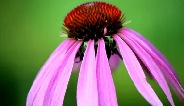 echinacea