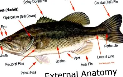 anatomy