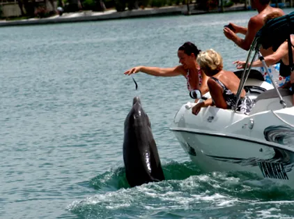 delfin