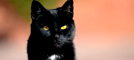 котешки
