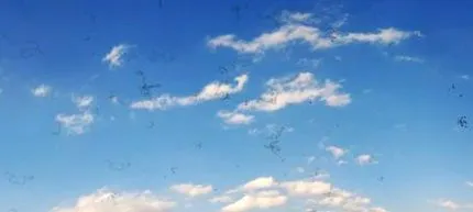 plutitori