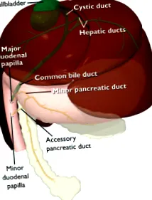 домашен вашия
