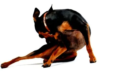 alergiilor