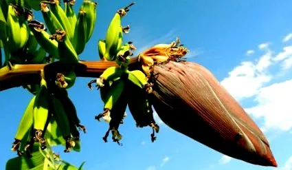 banane congelate