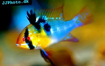 blue