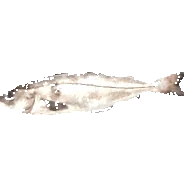 haddock