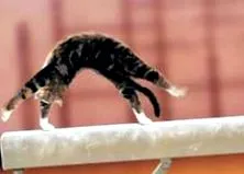gimnastica