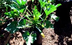 squash