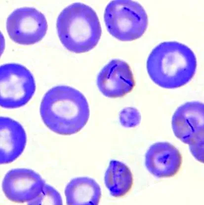 hemotrope
