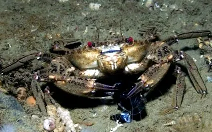 морски живот