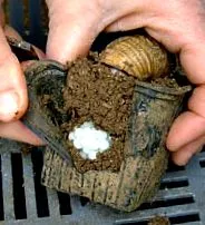 L’Escargot Périgord