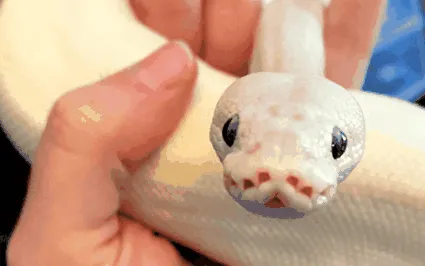 python