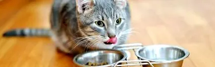 котката