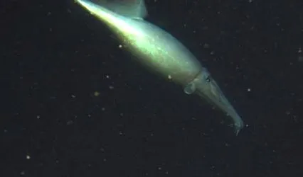 squid