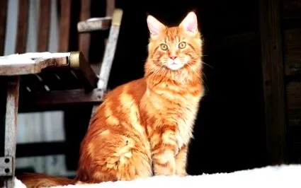 kitty