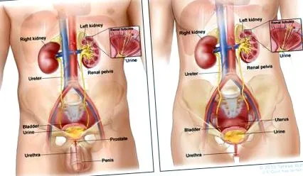 rinichi pelvis