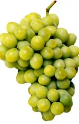 mediterrán