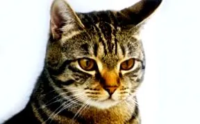 котки