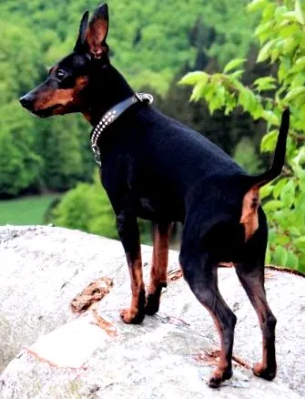 pinscher