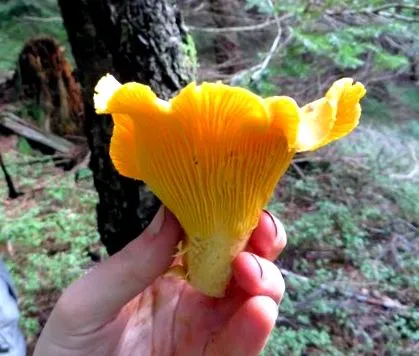 viermi