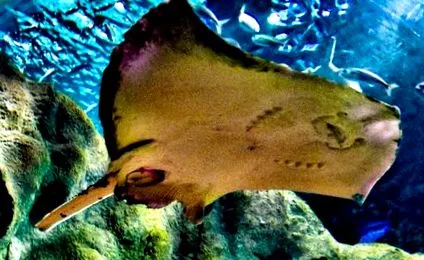 manta