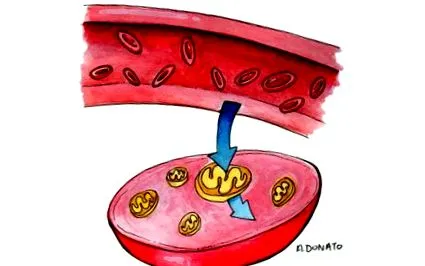 metabolikus