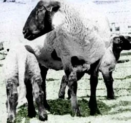 ovinelor