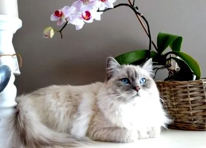 котки