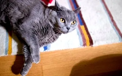 котки