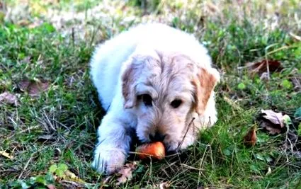 deworming
