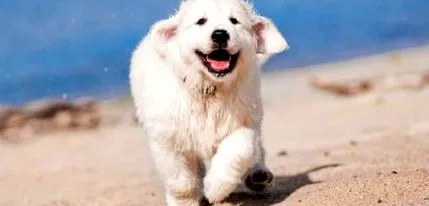 petsupdate