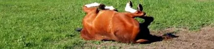 colic