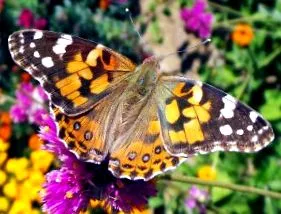 cardui