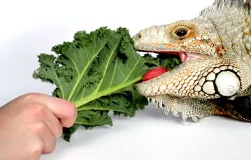 hrana