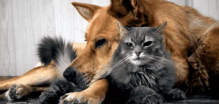 companie